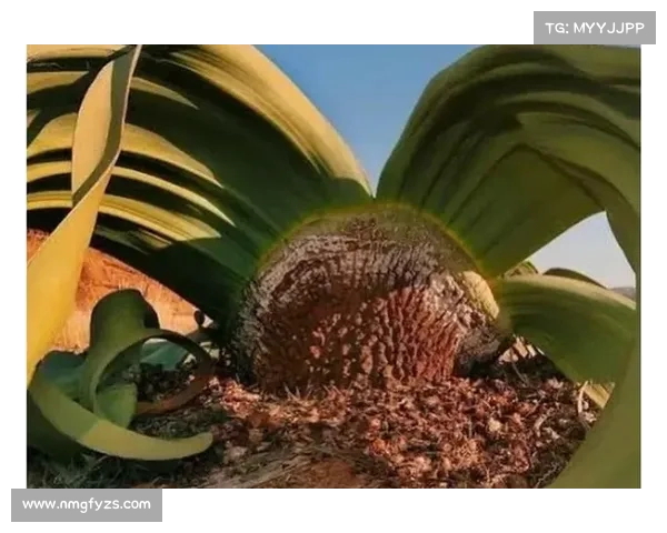 探索活化石树种的奇妙世界揭示古老生命的遗韵与生态价值 探索活化石树种的奇妙世界揭示古老生命的遗韵与生态价值