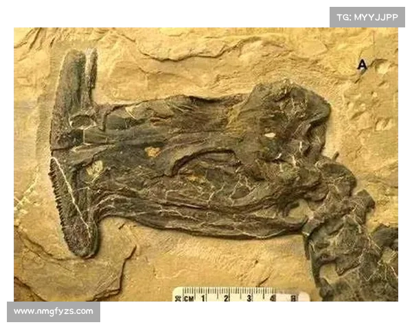 走进史册背后的奇异传说揭开古代神秘生物真实面貌 走进史册背后的奇异传说揭开古代神秘生物真实面貌